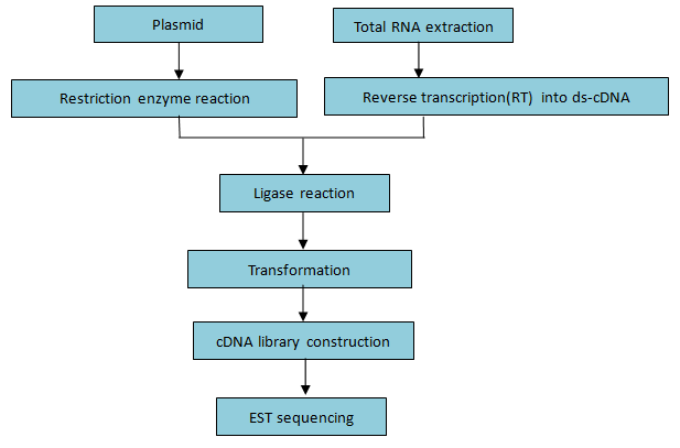 cDNA workflow