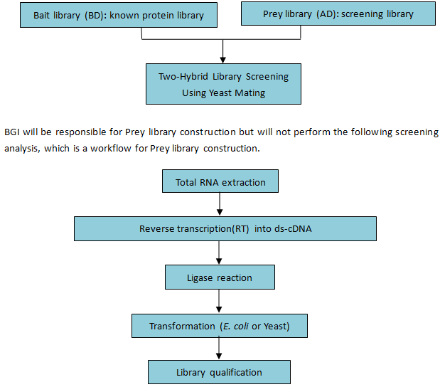 yeast two hybrid workflow