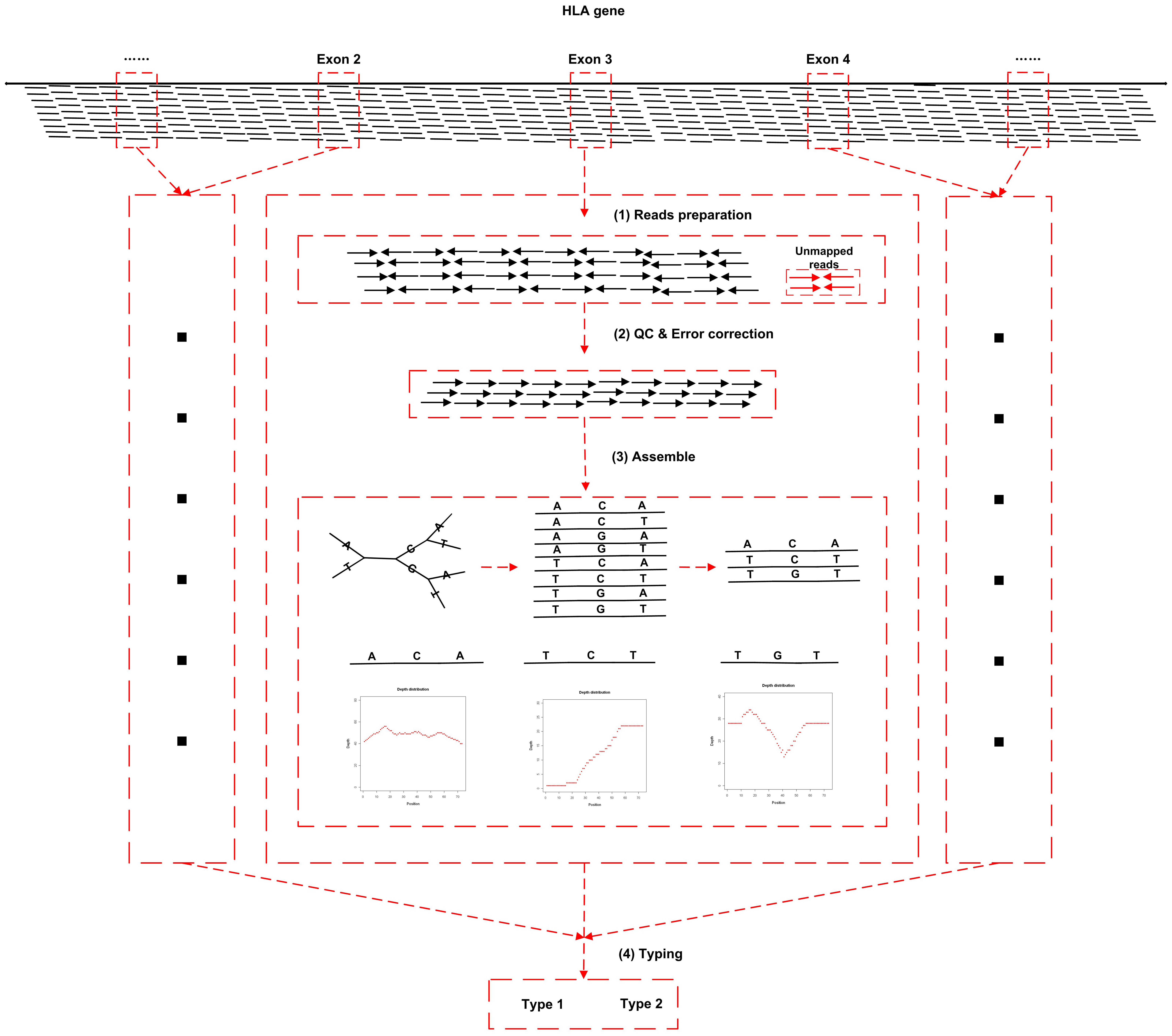 The workflow of HLA typing method