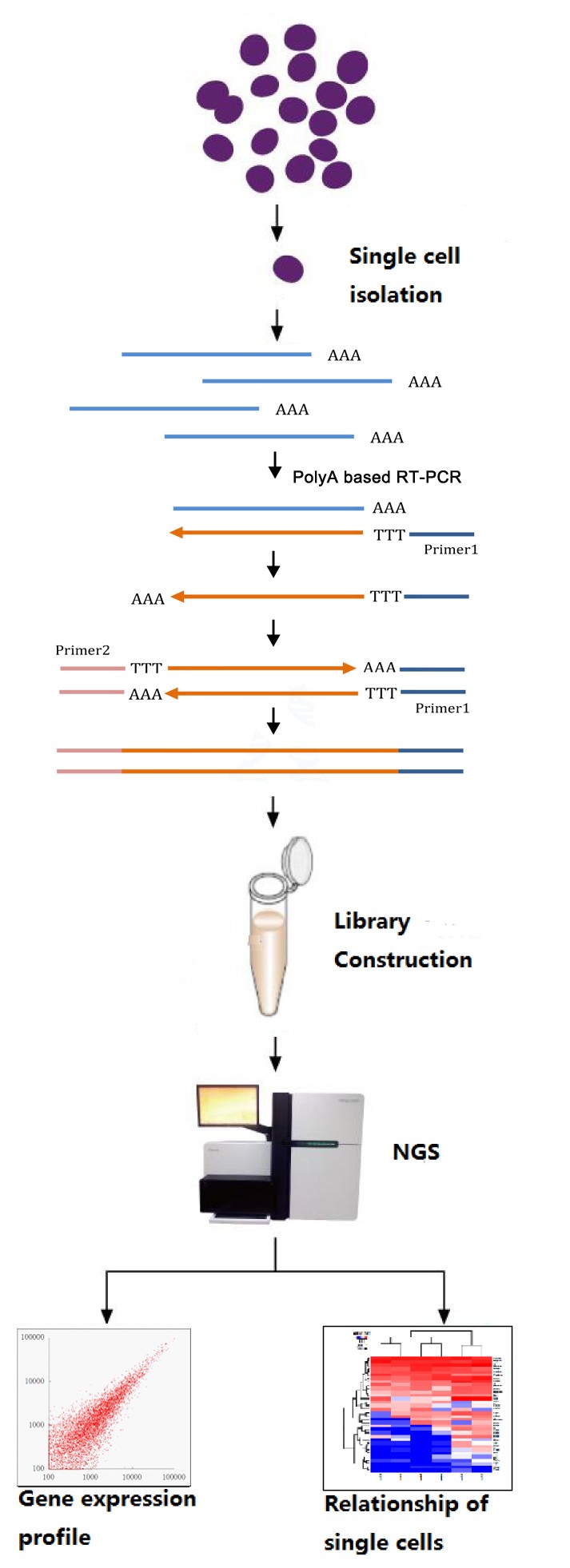 Single-cell RNA Seq