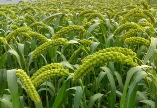 foxtail millet